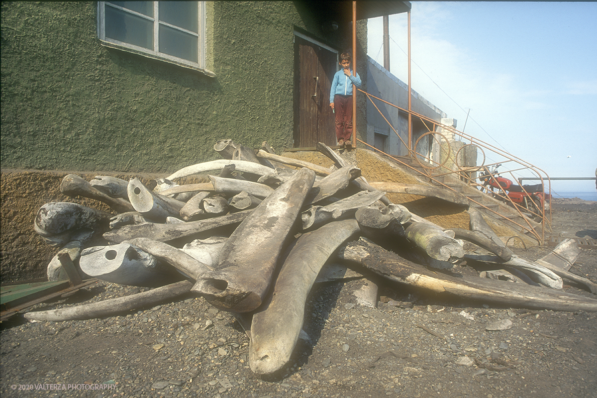 138 SIBERIA.jpg - Luglio/Agosto 1992. Siberia, terra dei Chukchi. Nell'oceano artico  125 Km a nord-est della penisola dei Chukchi (Siberia) c'Ã¨ l'isola di Wrangel, essa ospita piÃ¹ del doppio di specie vegetali (417) di qualsiasi territorio artico a paritÃ  di superficie nonchÃ¨ 30 specie diverse di uccelli oltre ad orsi polari, foche e trichechi ; per questo motivo   Ã¨ stata proclamata patrimonio dell'umanitÃ  dall'UNESCO. Nella foto Uelen, ossa di balena e zanne di tricheco ammassate in attesa di essere lavorate dagli abili artigiani Chukchi che le trsfomeranno in pregevoli oggetti artistici